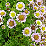 Erigeron glaucus - Fleabane