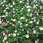 Erigeron karvinskianus - Fleabane