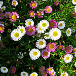 Erigeron karvinskianus - Fleabane - 2nd Image