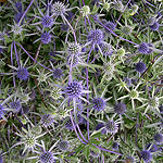 Eryngium tripartitum - Eryngium