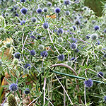 Eryngium planum - Blackappe - Eryngium