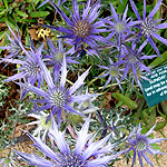 Eryngium bougatti - Picos Blue - Eryngium