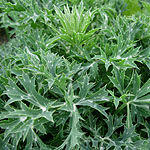 Eryngium bourgatii - Sea Holly, Eryngium