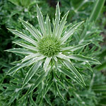 Eryngium bourgatii - Sea Holly, Eryngium - 2nd Image