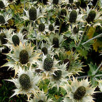 Eryngium giganteum - Eryngium