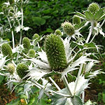 Eryngium giganteum - Silver Ghost - Sea Holly, Eryngium