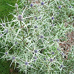 Eryngium tricuspidatum - Sea Holly