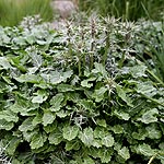 Eryngium variifolium - Compact Sea Holly - 2nd Image