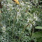 Eryngium bourgatii - Sea Holly, Eryngium - 3rd Image