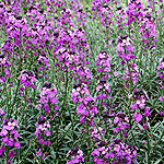 Erysimum linifolium - Bowles Mauve - Perennial Wallflower - 3rd Image