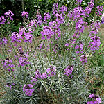 Erysimum linifolium - Bowles Mauve - Perennial Wallflower - 2nd Image