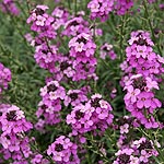 Erysimum linifolium - Bowles Mauve - Perennial Wallflower