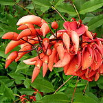 Erythrina crista-galli - Coral Tree