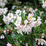 Escallonia - Apple Blossom - Escallonia - 2nd Image