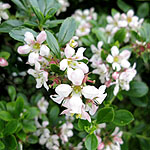 Escallonia - Apple Blossom - Escallonia