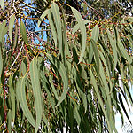 Eucalyptus chapmaniana