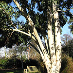 Pyrus salicifolia