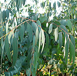 Eucalyptus perriniana - Spinning Gum