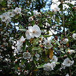 Eucryphia x intermedia - Rostrevor