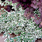 Euonymus fortunei - Silver Queen