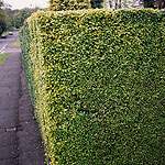 Euonymus ovalifolium - Ornamental Spindle