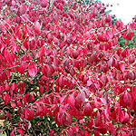 Euonymus alatus - Apterus