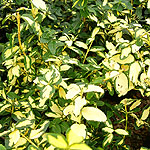 Euonymus fortunei - Blondy