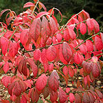 Euonymus elatus - Compactus