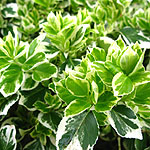 Euonymus fortunei - emerald Gaiety 