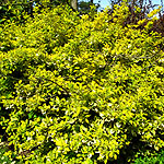 Euonymus fortunei - Emerald n Gold - 2nd Image