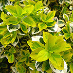 Euonymus fortunei - Emerald n Gold