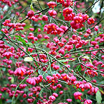 Euonymus europaeus