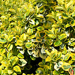 Euonymus fortunei - Sunshine - Euonymus