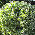 Euonymus japonicus - President Gauthier - Euonymus