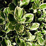 Euonymus japonicus - President Gauthier - Euonymus - 2nd Image