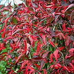 Euonymus europaeus - Red Cascade - Ornamental Spindle
