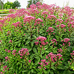 Eupatorium maculatum - Purple Bush - Joe Pye Weed,  Eupatorium - 2nd Image