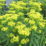 Euphorbia donii - Amjillasa