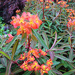 Euphorbia griffithii - Dixter - Spurge