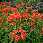 Euphorbia griffithii - Fireglow - Spurge