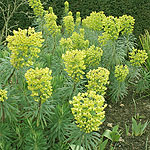 Euphorbia characias - Lambrook Gold - Spurge