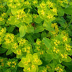 Euphorbia pilosa - Major - 2nd Image