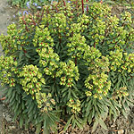 Euphorbia x martinii