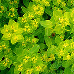 Euphorbia pilosa - Major