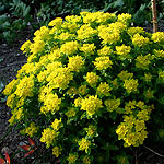 Euphorbia polychroma - Spurge