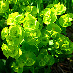 Euphorbia amygdaloides - Robbiae - Wood Spurge - 3rd Image