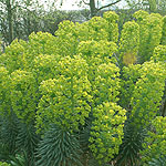 Euphorbia characias - wulfenii - Spurge