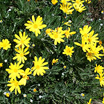 Euryops pectinatus - 3rd Image