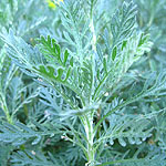 Euryops pectinatus - 2nd Image