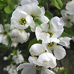 Exochorda x macrantha - The Bride